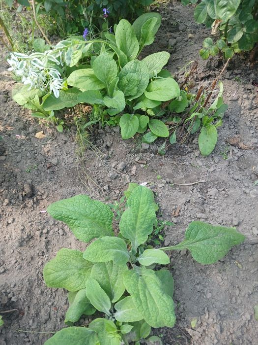 Медуничка. Гарний первоцвіт.