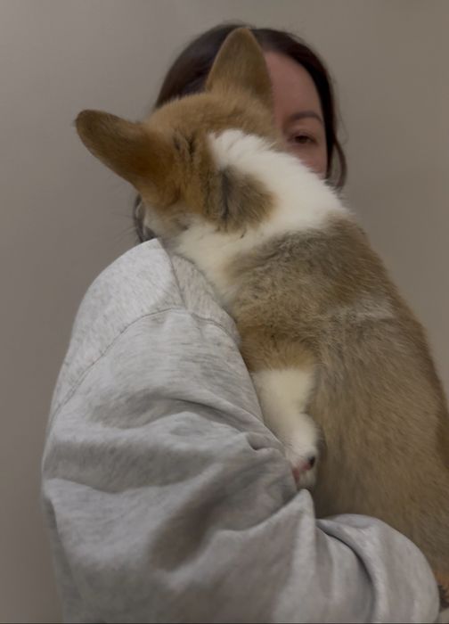 Дівчинка і хлопчики вельш корг