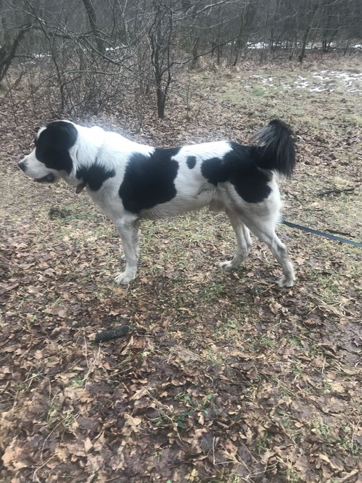 Готовятся к продаже щенки Алабая со щенячками