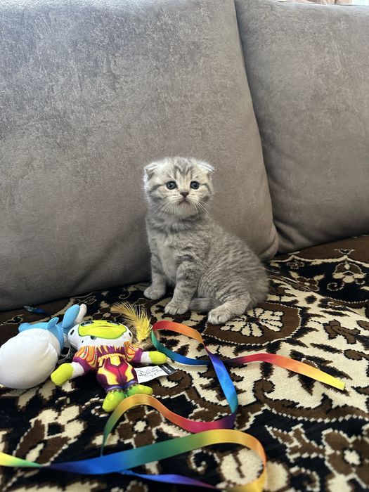 Шотландские вислоухие котята
