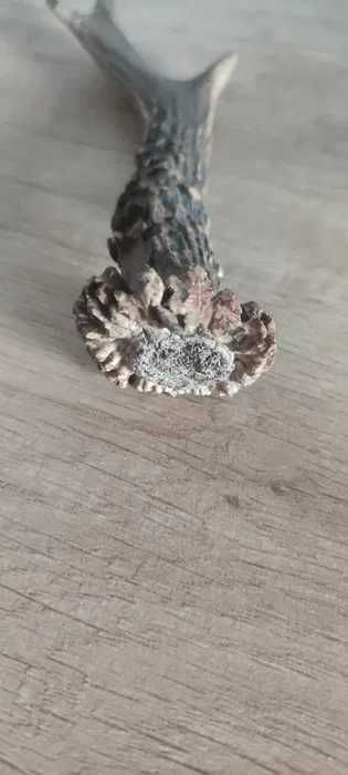 Róg młodego jelenia , stan i wymiary jak na zdjęciach.