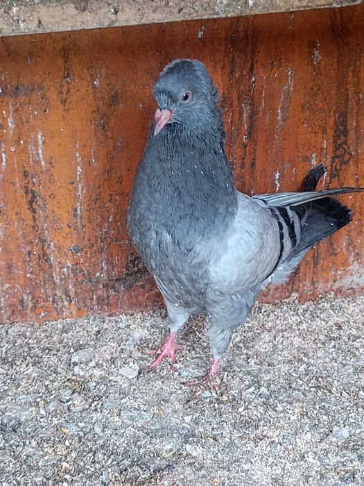 Sprzedam młode gołębie