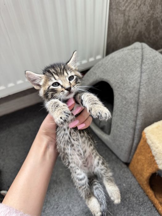 ‼️КОШЕНЯТА‼️(Київ,Київська область)