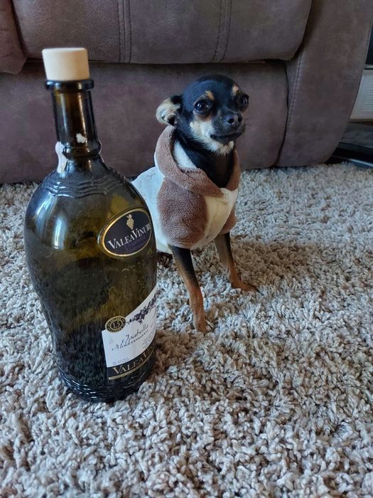 Продам. Той терьер