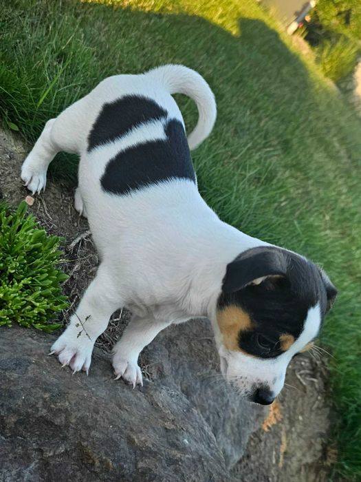 Jack russell terrier Tricolor