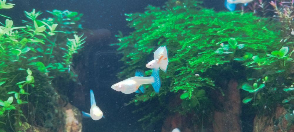Guppys sky blue albino casal