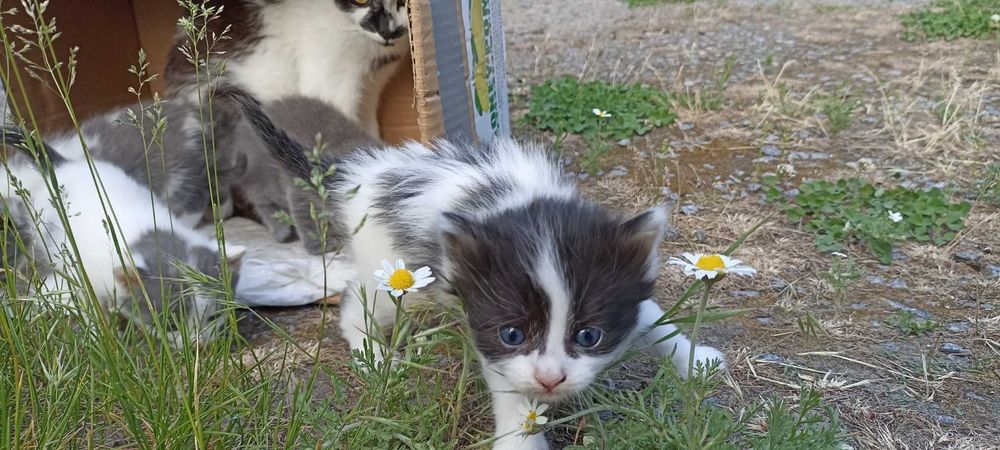 котята черно-белые