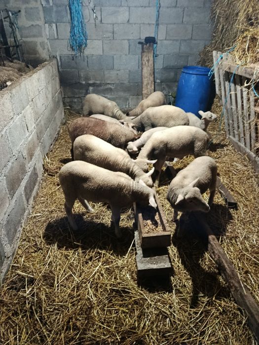 Borregos cruzados de Ile France