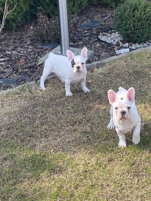 Buldog Francuski, suczka, biała