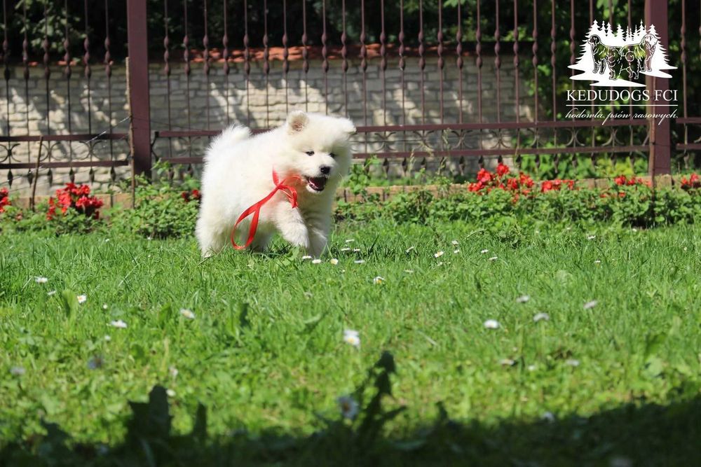 Suczka samoyed *FCI ZKwP* samojed