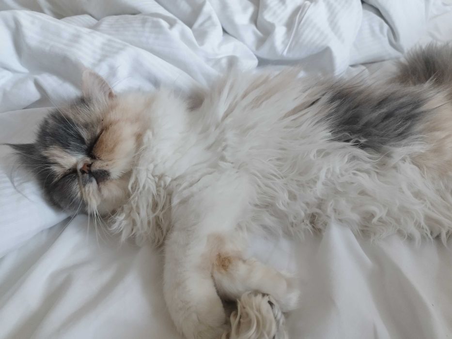 Kotka pers z długim włosem ( rodowód )