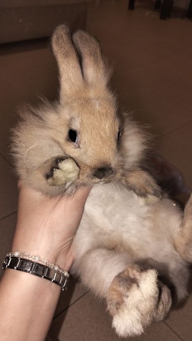 Coelhinho bebe de 6 meses