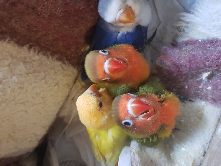 Agapornis domesticados