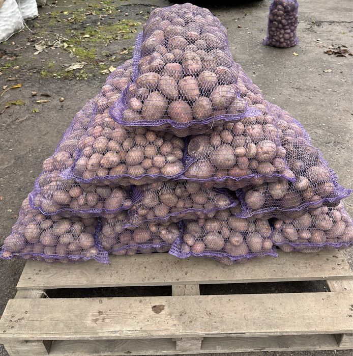 Дрібна картопля)))