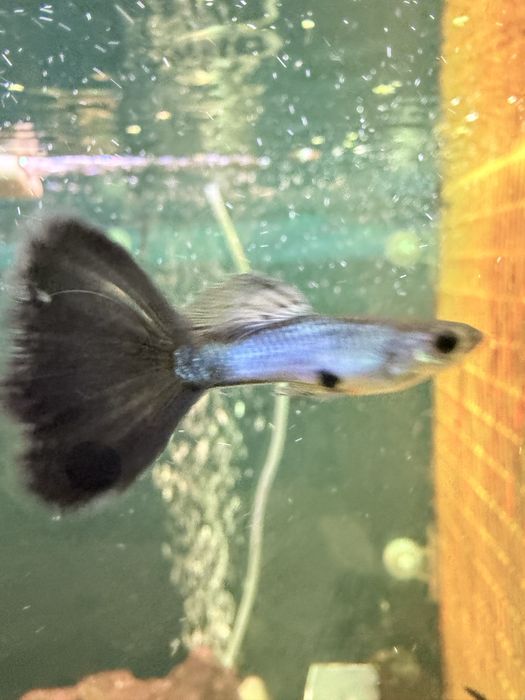Gupiki blue Singa wybarwione para