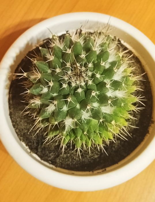 Кактус цветущий красивый