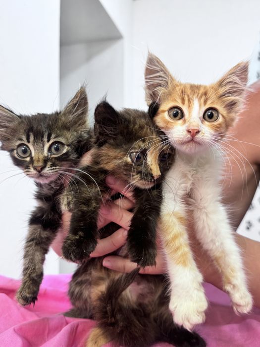 Отдам котят в хорошие руки ! 1,5-2меяца