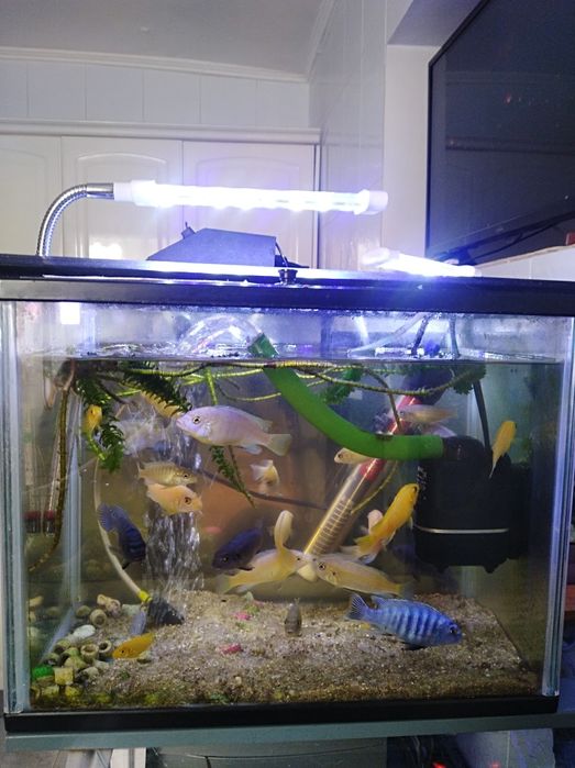 Ciclídeos Africanos várias espécies