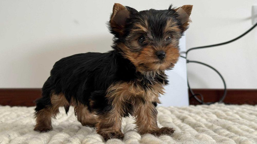 Chłopczyk Yorkshire Terrier Miniaturka z Rodowodem