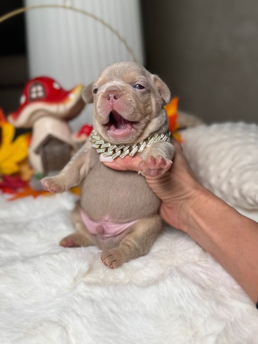 Французький бульдог хлопчик ТОП