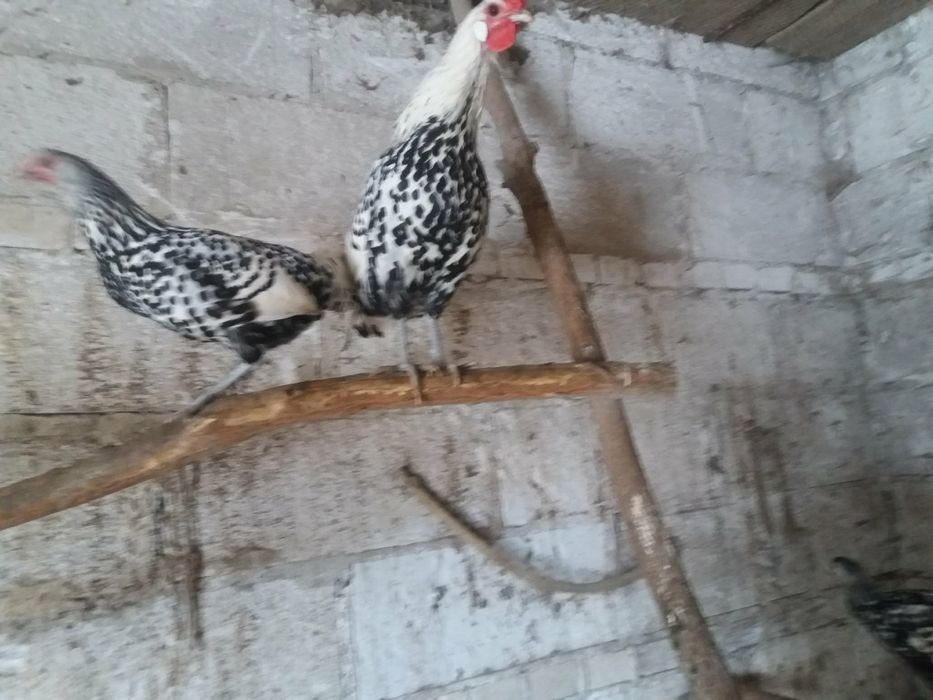 Kury barnevelder i kury hamburgi