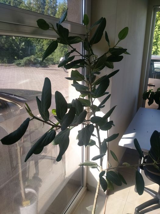 Fikus bengalski ok. 100 cm.