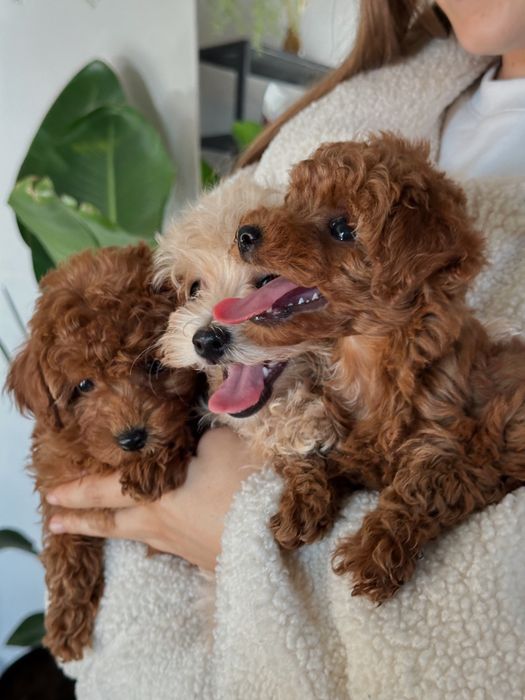 Poodle mini (red brown)