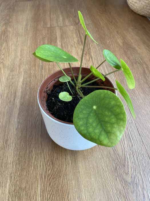 Pilea peperomioides