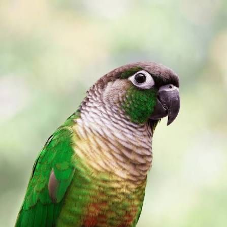 Pyrrhura  molinea macho