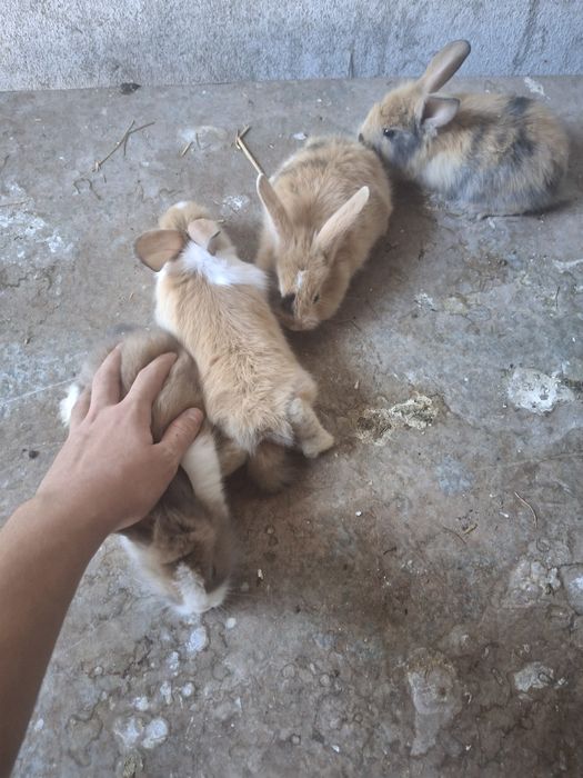 Coelhos muito bonito com o pêlo comprido