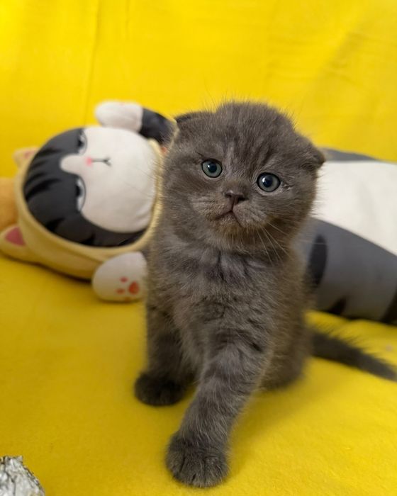 Macho Scottish Fold blue