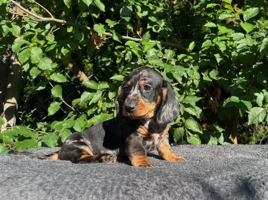 Teckel merle disponivel