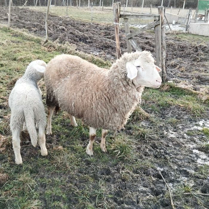 Sprzedam owce Bergschaft