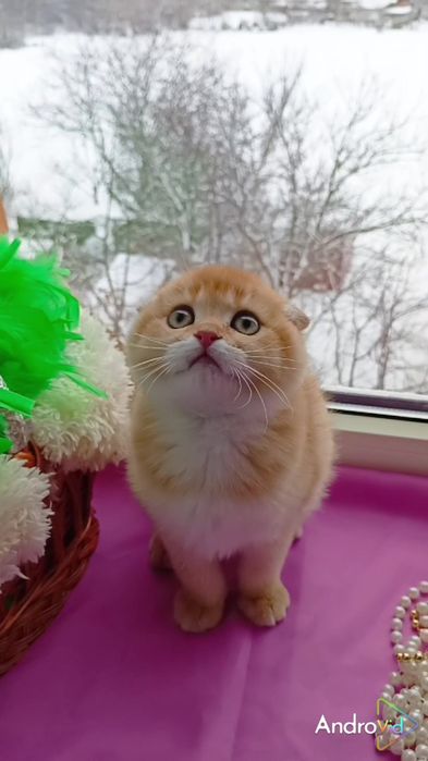 Висловуха дівчинка золота шиншила