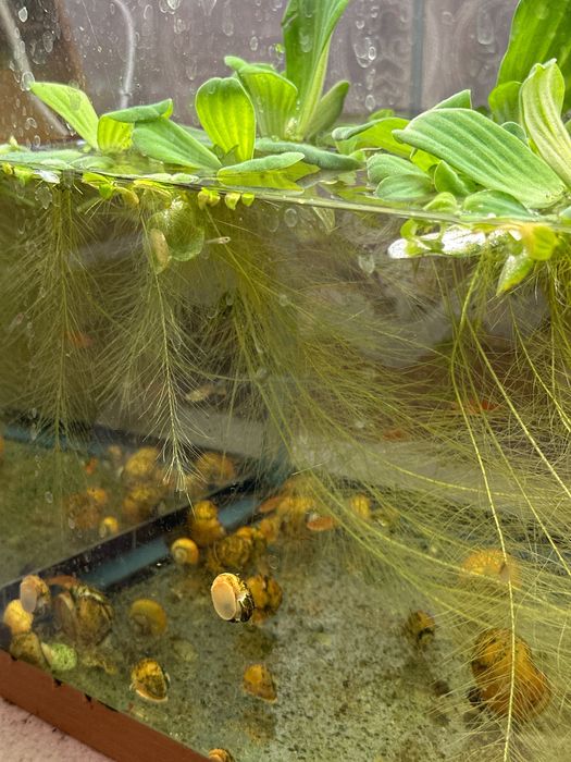 Водорості в акваріум / ставок Пістія капуста салат для рибок