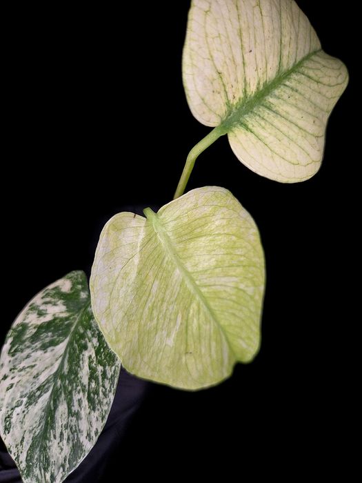 Monstera  монстера