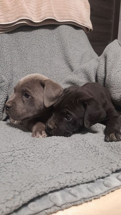 Щенки кане корсо