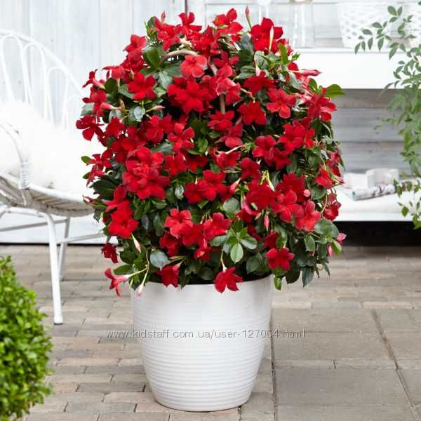 Дипладения-Мандевилла , красная, очень красивая, есть три расцветки