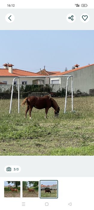 Vendo pônei femia