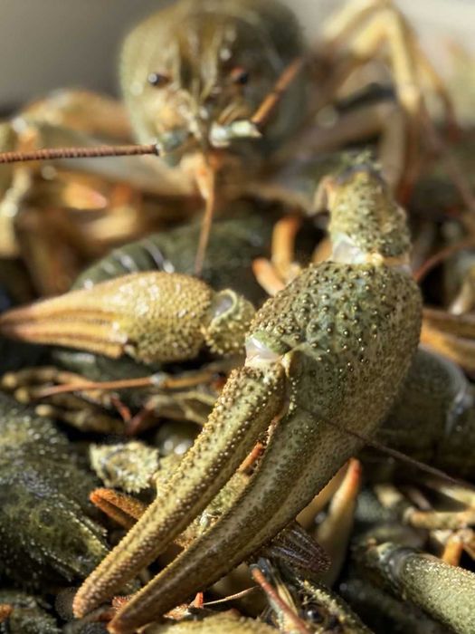 Пропонуємо живі свіжі раки є варка доставка