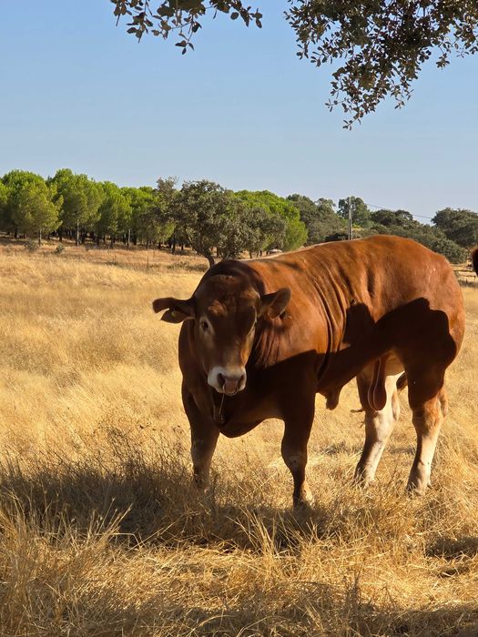Touro limousine ouro