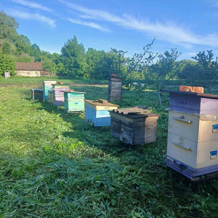 Продам пасіку с.Митченки Чернігівська область