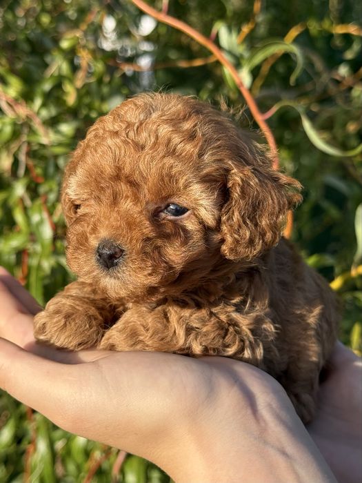 Chłopczyk Maltipoo F1B