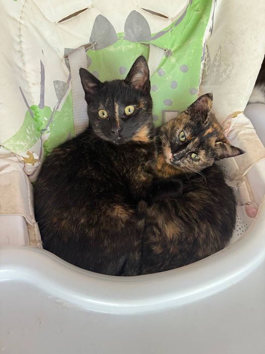 Несчастные кошечки бесплатно