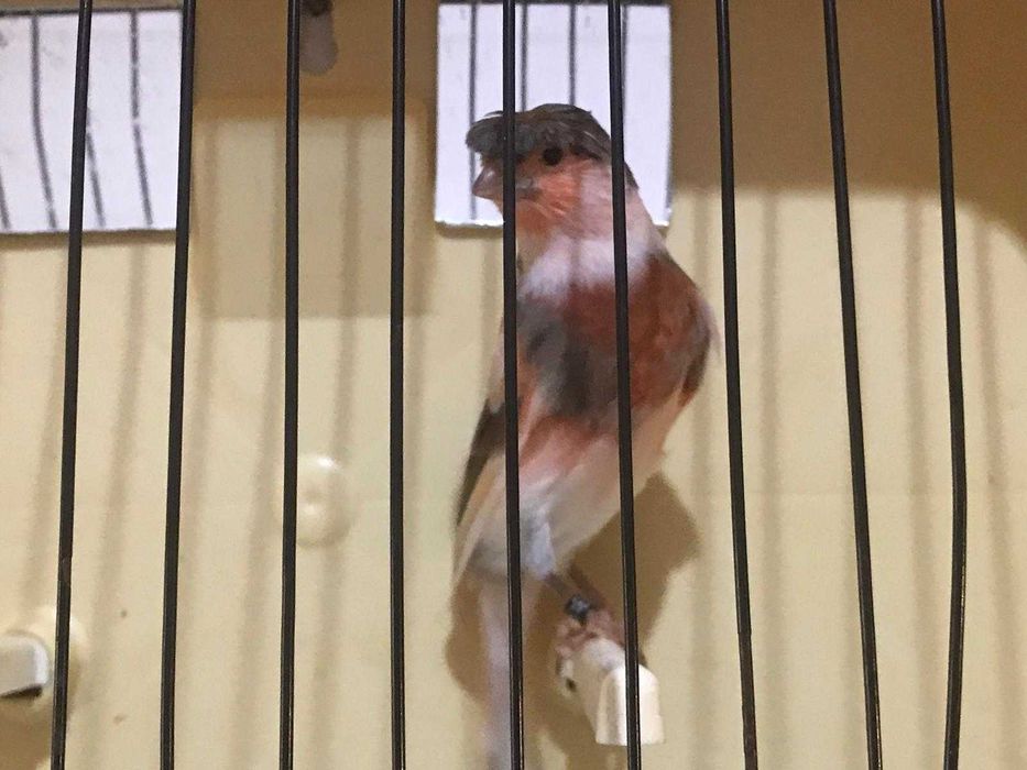 canário arlequim português