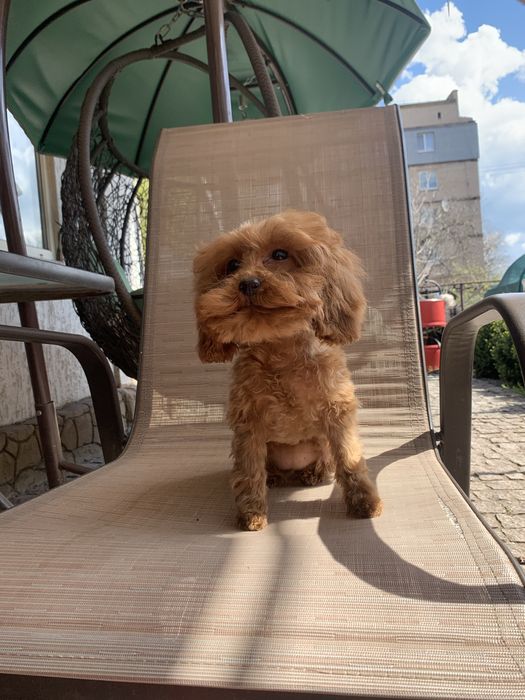 Той пудель дівчинка