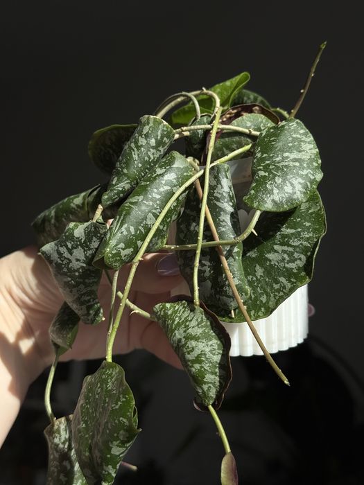 Хойя hoya  imbricata
