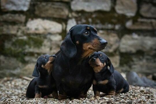 Чорно-підпала дівчинка з ідеальними рисами породи