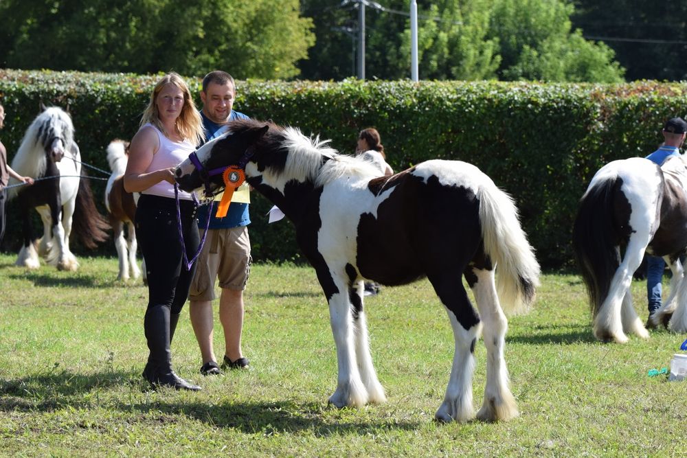 Sprzedam klacz Tinker ( roczna 135cm)