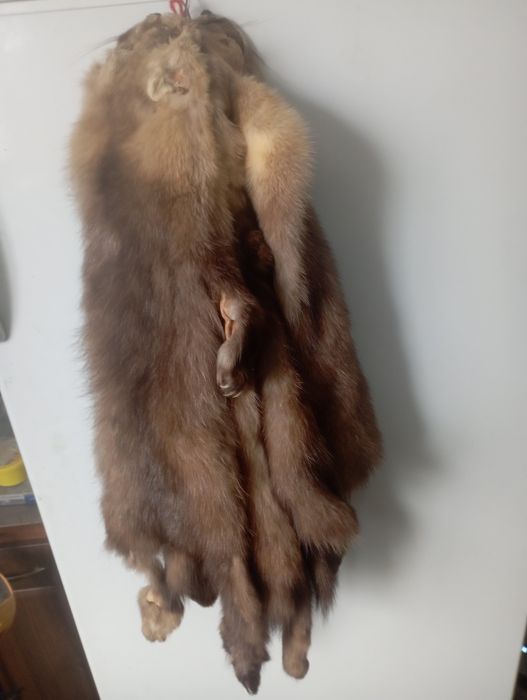 Хутро соболя (4 шт).